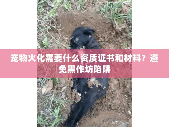 宠物火化需要什么资质证书和材料？避免黑作坊陷阱