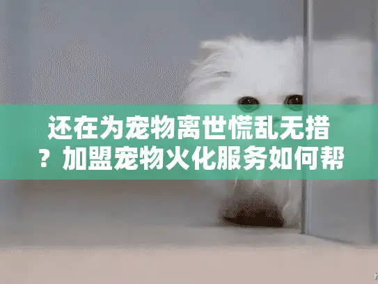 还在为宠物离世慌乱无措？加盟宠物火化服务如何帮您渡过难关？