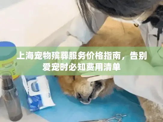 上海宠物殡葬服务价格指南，告别爱宠时必知费用清单