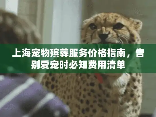上海宠物殡葬服务价格指南，告别爱宠时必知费用清单