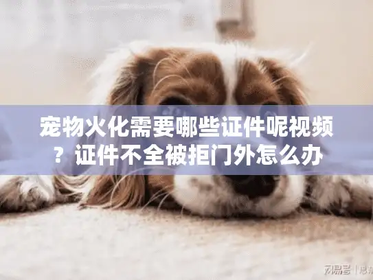 宠物火化需要哪些证件呢视频？证件不全被拒门外怎么办
