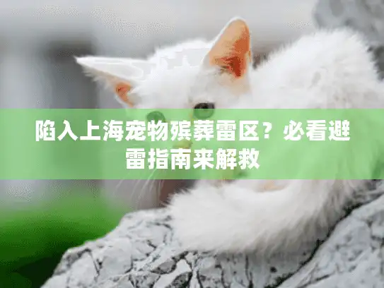 陷入上海宠物殡葬雷区？必看避雷指南来解救