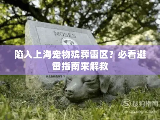 陷入上海宠物殡葬雷区？必看避雷指南来解救