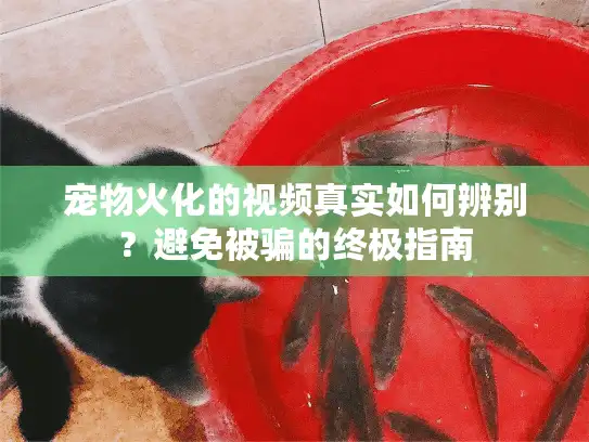 宠物火化的视频真实如何辨别？避免被骗的终极指南