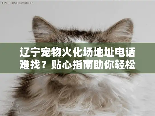 辽宁宠物火化场地址电话难找？贴心指南助你轻松选择