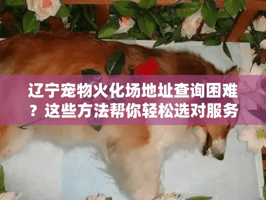 辽宁宠物火化场地址查询困难？这些方法帮你轻松选对服务