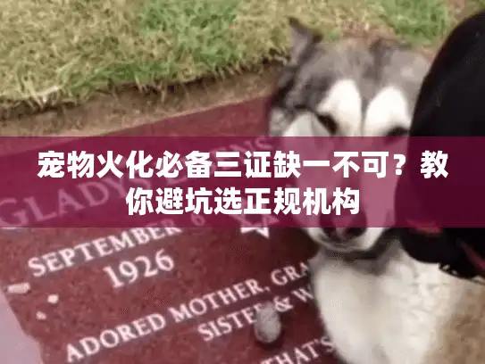 宠物火化必备三证缺一不可？教你避坑选正规机构