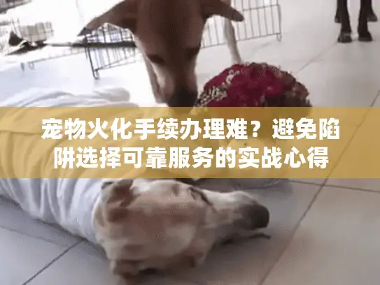 宠物火化手续办理难？避免陷阱选择可靠服务的实战心得