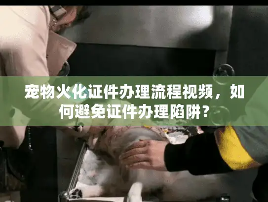 宠物火化证件办理流程视频，如何避免证件办理陷阱？