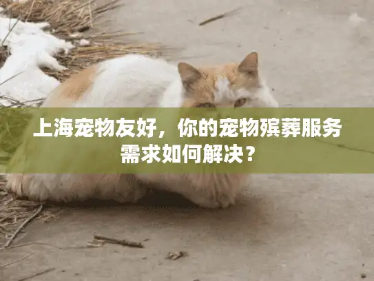 上海宠物友好，你的宠物殡葬服务需求如何解决？