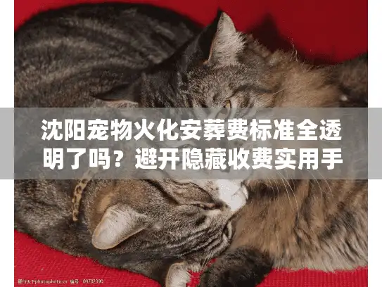沈阳宠物火化安葬费标准全透明了吗？避开隐藏收费实用手册