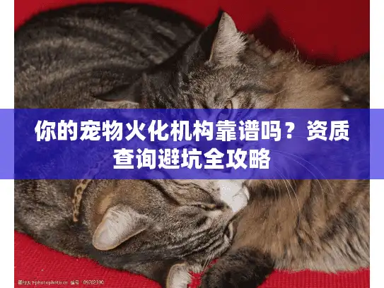 你的宠物火化机构靠谱吗？资质查询避坑全攻略
