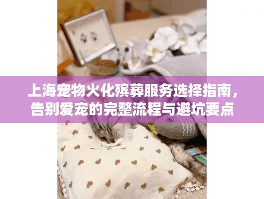 上海宠物火化殡葬服务选择指南，告别爱宠的完整流程与避坑要点