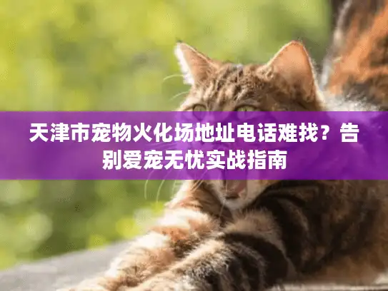 天津市宠物火化场地址电话难找？告别爱宠无忧实战指南
