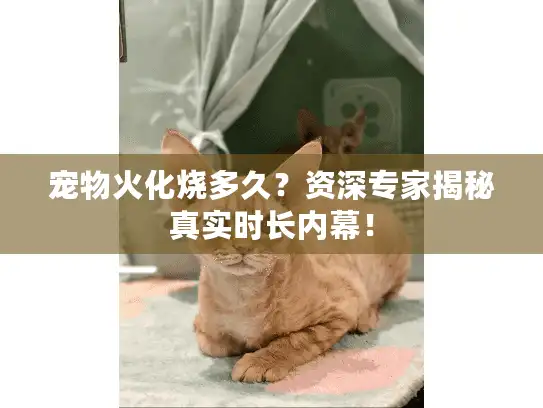 宠物火化烧多久？资深专家揭秘真实时长内幕！