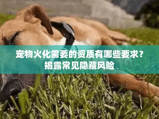 宠物火化需要的资质有哪些要求？揭露常见隐藏风险