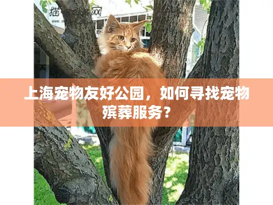 上海宠物友好公园，如何寻找宠物殡葬服务？