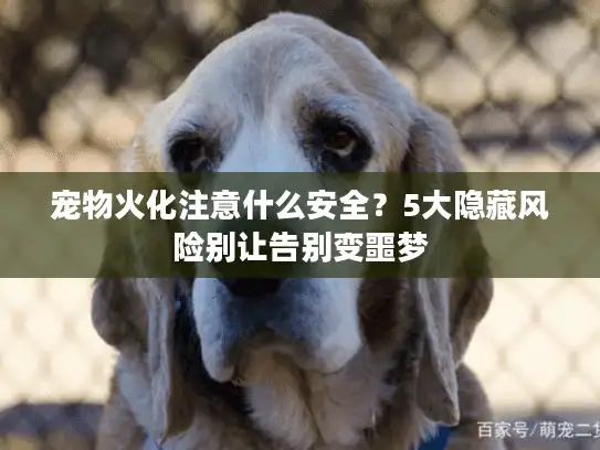 宠物火化注意什么安全？5大隐藏风险别让告别变噩梦