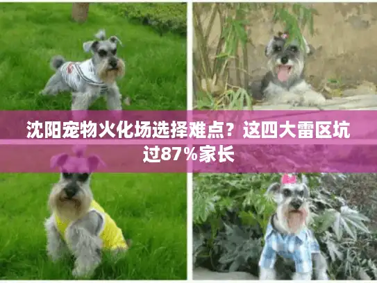 沈阳宠物火化场选择难点？这四大雷区坑过87%家长