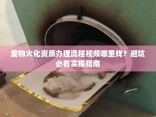 宠物火化资质办理流程视频哪里找？避坑必看实操指南