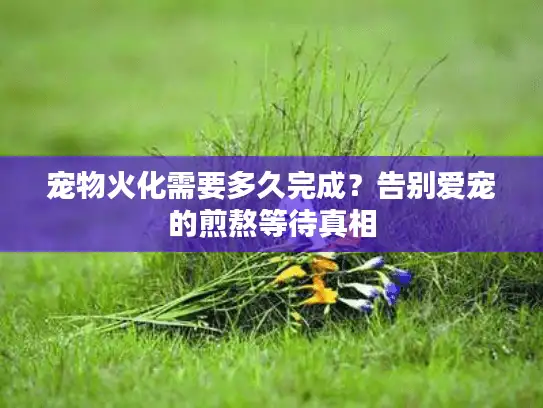 宠物火化需要多久完成？告别爱宠的煎熬等待真相