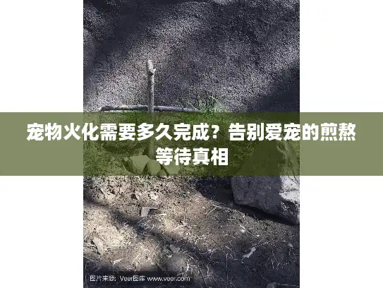 宠物火化需要多久完成？告别爱宠的煎熬等待真相