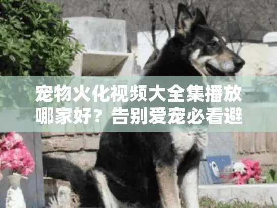 宠物火化视频大全集播放哪家好？告别爱宠必看避坑指南