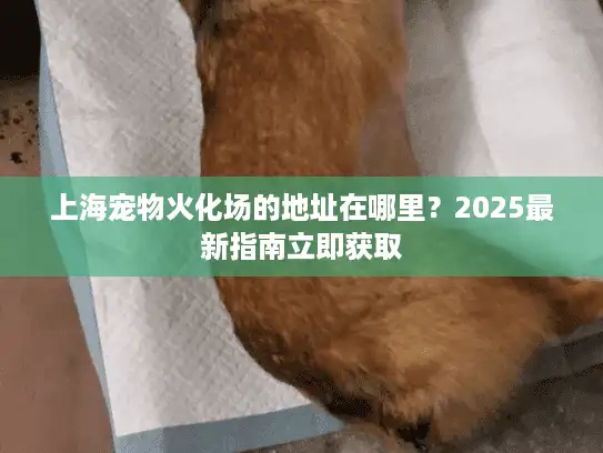 上海宠物火化场的地址在哪里？2025最新指南立即获取