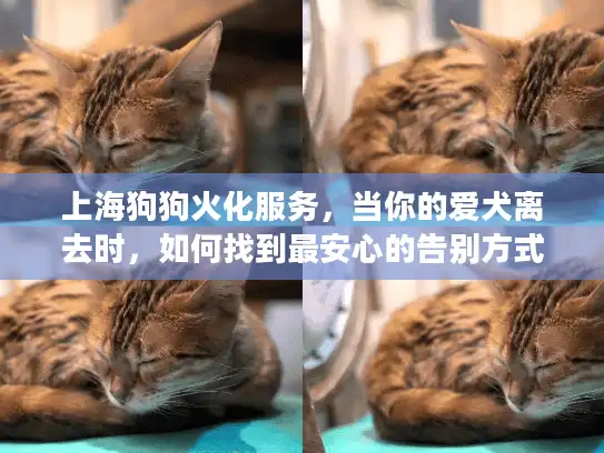上海狗狗火化服务，当你的爱犬离去时，如何找到最安心的告别方式？