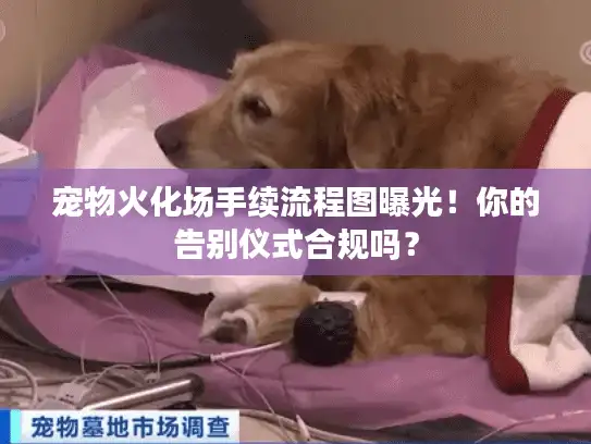宠物火化场手续流程图曝光！你的告别仪式合规吗？