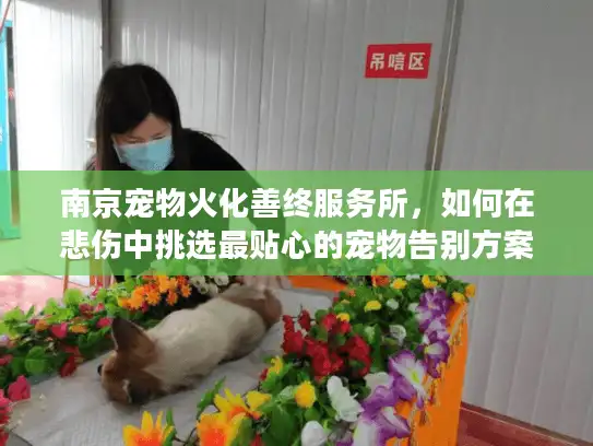南京宠物火化善终服务所，如何在悲伤中挑选最贴心的宠物告别方案？