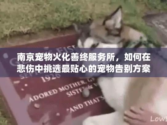 南京宠物火化善终服务所，如何在悲伤中挑选最贴心的宠物告别方案？