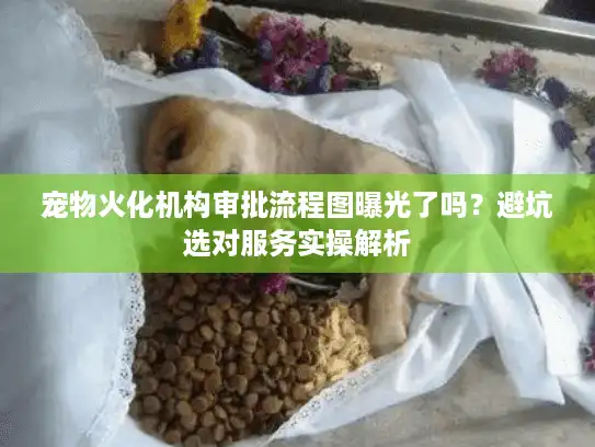 宠物火化机构审批流程图曝光了吗？避坑选对服务实操解析