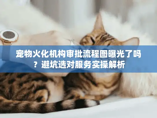 宠物火化机构审批流程图曝光了吗？避坑选对服务实操解析