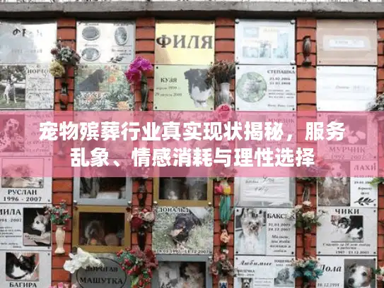 宠物殡葬行业真实现状揭秘，服务乱象、情感消耗与理性选择