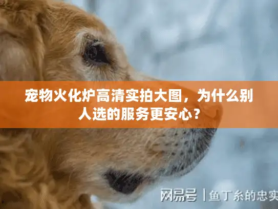 宠物火化炉高清实拍大图，为什么别人选的服务更安心？
