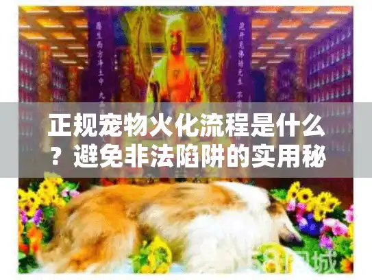 正规宠物火化流程是什么？避免非法陷阱的实用秘诀