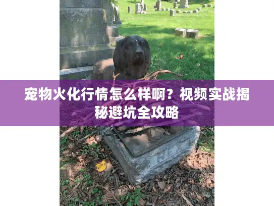 宠物火化行情怎么样啊？视频实战揭秘避坑全攻略