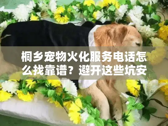 桐乡宠物火化服务电话怎么找靠谱？避开这些坑安心送别毛孩子