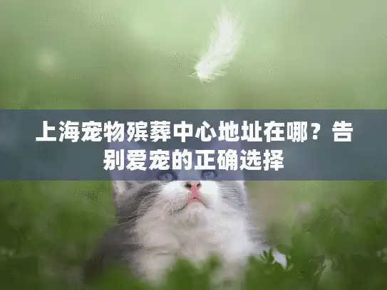 上海宠物殡葬中心地址在哪？告别爱宠的正确选择