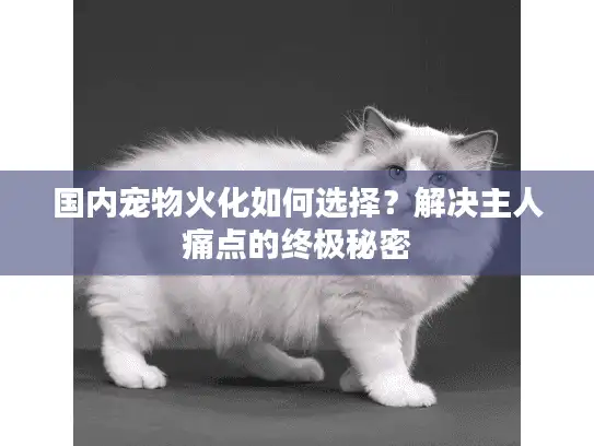 国内宠物火化如何选择？解决主人痛点的终极秘密