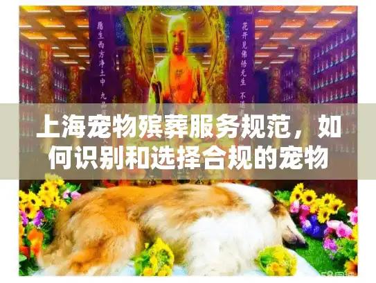 上海宠物殡葬服务规范，如何识别和选择合规的宠物殡葬服务？