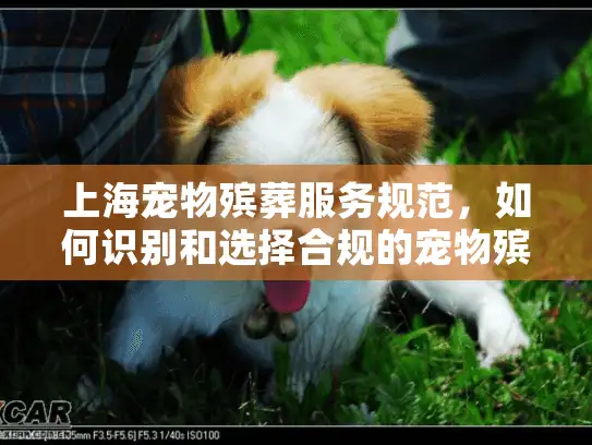 上海宠物殡葬服务规范，如何识别和选择合规的宠物殡葬服务？