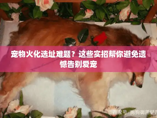 宠物火化选址难题？这些实招帮你避免遗憾告别爱宠