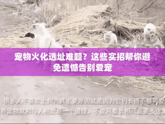 宠物火化选址难题？这些实招帮你避免遗憾告别爱宠