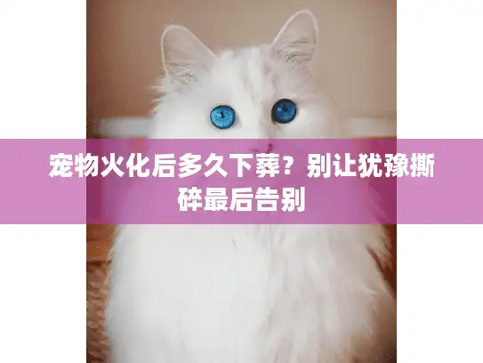 宠物火化后多久下葬？别让犹豫撕碎最后告别