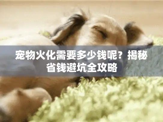 宠物火化需要多少钱呢？揭秘省钱避坑全攻略