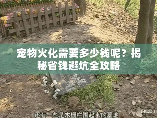 宠物火化需要多少钱呢？揭秘省钱避坑全攻略