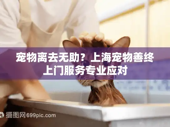宠物离去无助？上海宠物善终上门服务专业应对