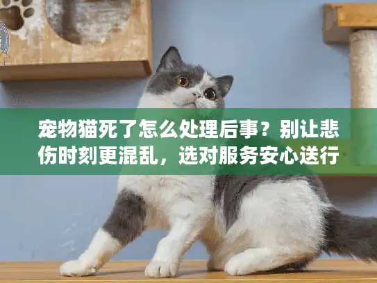 宠物猫死了怎么处理后事？别让悲伤时刻更混乱，选对服务安心送行
